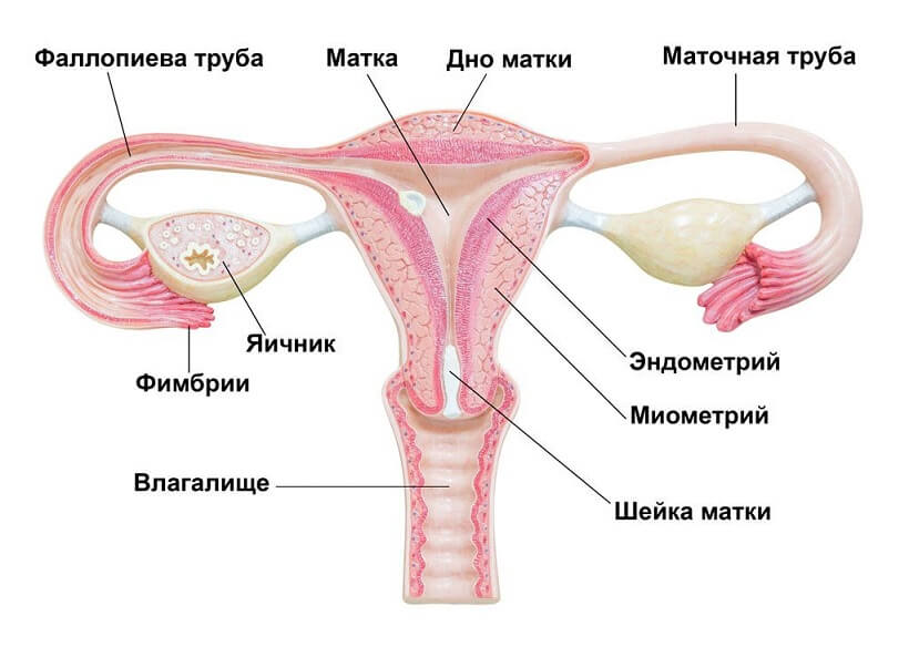 схема внутренних органов женщины