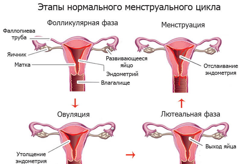 нормальный менструальный цикл