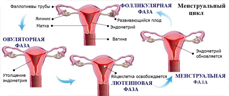 схема менструального цикла